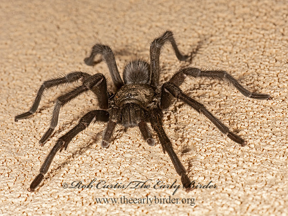 Aphonopelma moderatum  RIO GRANDE GOLD TARANTULA 3036339z