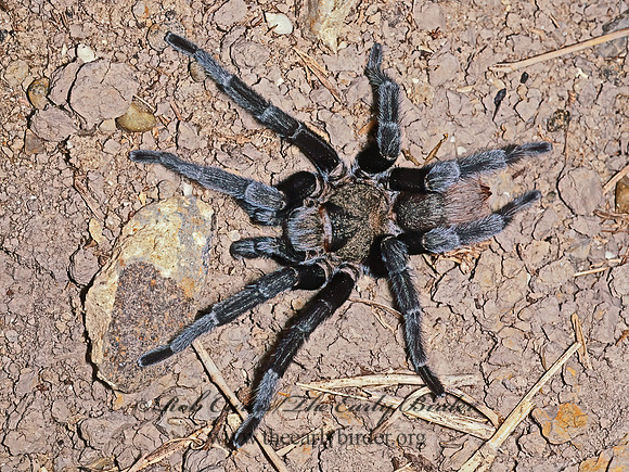 Aphonopelma anax  TEXAX TAN TARANTULA 53521z