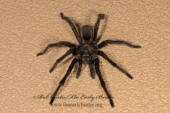 Aphonopelma moderatum  RIO GRANDE GOLD TARANTULA 3036337z