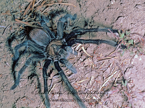 Aphonopelma anax  TEXAS TAN TARANTULA 53601z