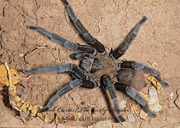 Aphonopelma anax  TEXAS TAN TARANTULA 53731z