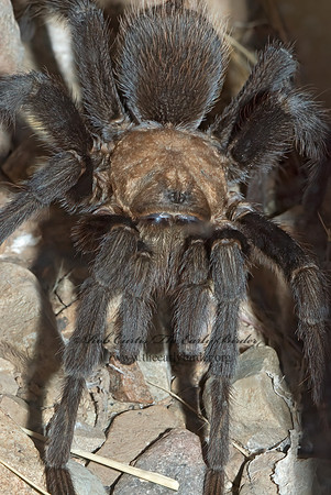 Aphonopelma chalcodes 6025447z