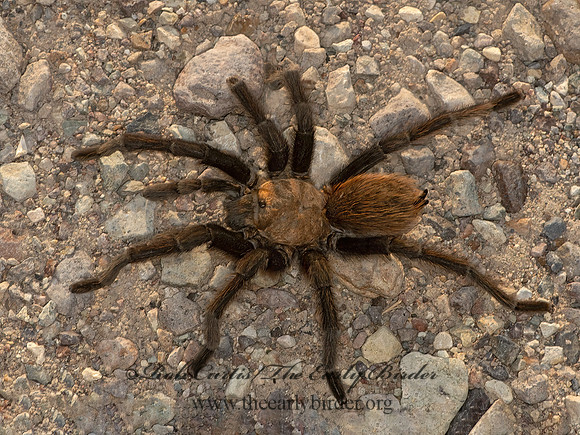 Aphonopelma hentzi  TEXAS BROWN TARANTULA 3038301z