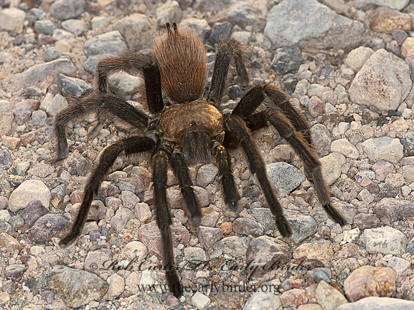 Aphonopelma hentzi  TEXAS BROWN TARANTULA 3038304z