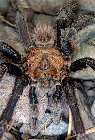 Aphonopelma hentzi  TEXAS BROWN TARANTULA 56906z