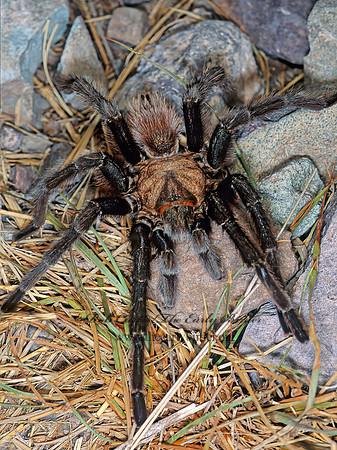 Aphonopelma hentzi  TEXAS BROWN TARANTULA 56907z