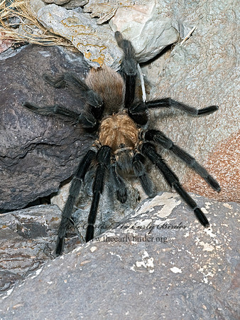 Aphonopelma hentzi  TEXAS BROWN TARANTULA 3038851z