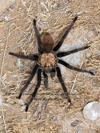 Aphonopelma hentzi  TEXAS BROWN TARANTULA 3038854z