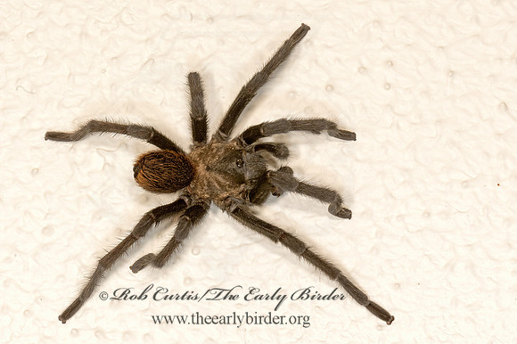 Aphonopelma moderatum  RIO GRANDE GOLD TARANTULA 3034445z