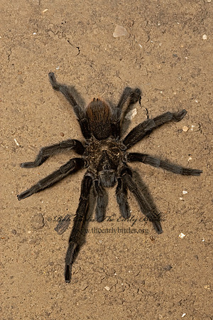 Aphonopelma moderatum  RIO GRANDE GOLD TARANTULA 3033280z