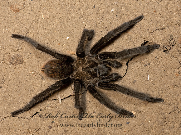 Aphonopelma moderatum  RIO GRANDE GOLD TARANTULA 3033314z
