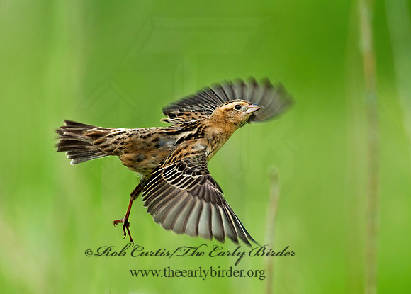 Dolichonyx oryzivorus  BOBOLINK 3008365z