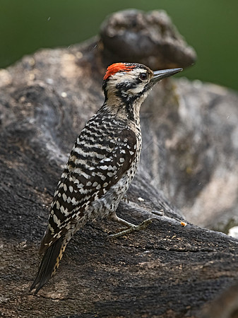 Dryobates scalaris  LADDER-BACKED WOODPECKER 3035551z