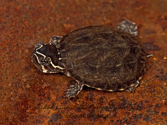 Sternotherus odorstus  EASTERN MUSK TURTLE9051922z