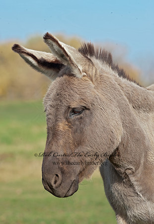 Equus asinus  DONKEY 8024231z
