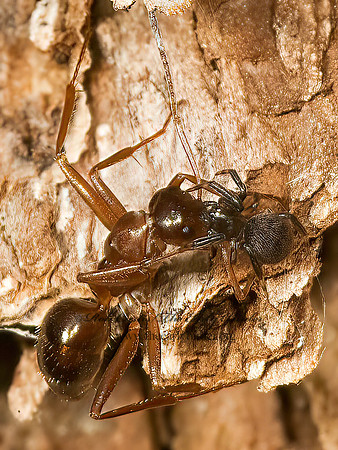 Dipoena  COBWEB SPIDER 5008723z