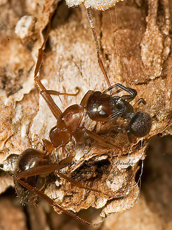 Dipoena  COBWEB SPIDER 5008724z