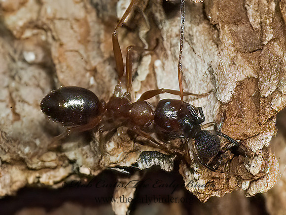 Dipoena  COBWEB SPIDER 5008722z