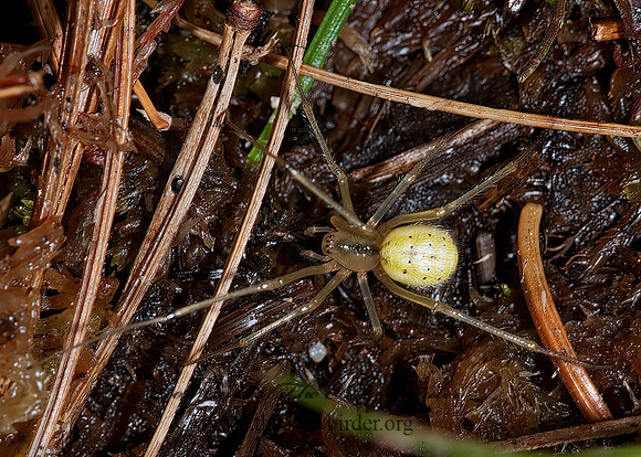 Enoplognatha ovata   COBWEB SPIDER 8034464z