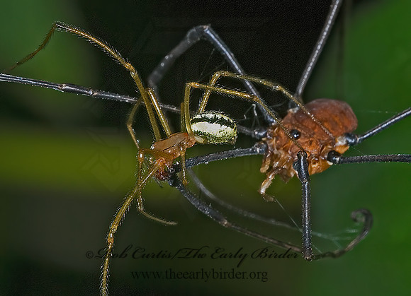 Enoplognatha ovata 6006842 dz