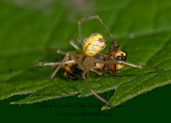 Theridion frondeum   COWBWEB SPIDER 3016175z