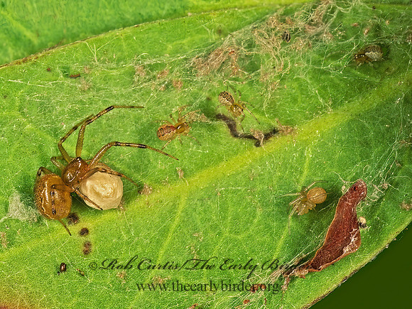 Anelosimus studiosus 24823z