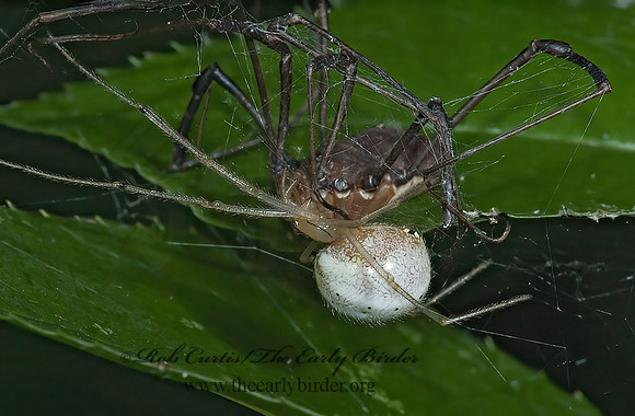 Enoplognatha ovata 5011305 Enoplognatha ovataz