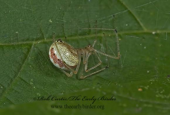 Enoplognatha ovata 5011332z