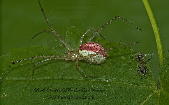 Enoplognatha ovata 5011337z