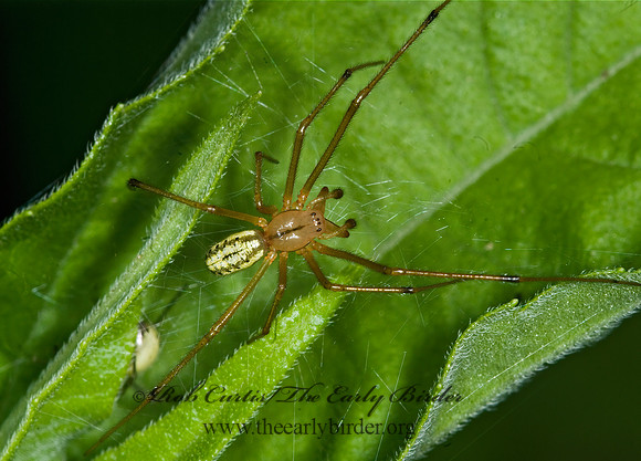 Enoplognatha 6007520z