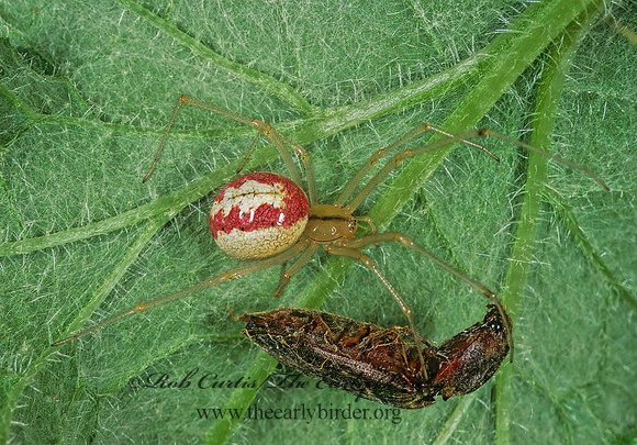 Enoplognatha ovata 1110621z