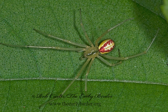 Enoplognatha ovata 6007591z