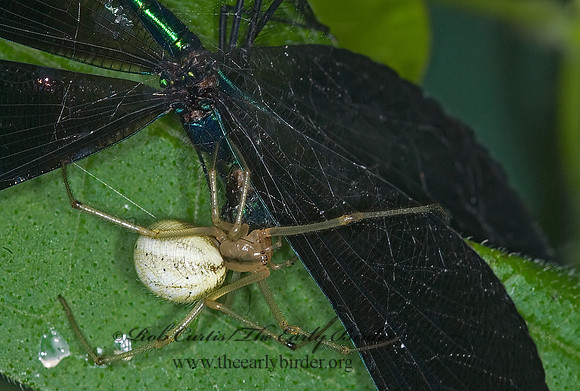 Enoplognatha ovata 6007650z