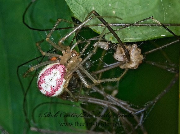 Enoplognatha ovata 6009074z