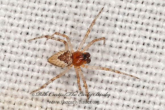 Emertonella  COBWEB SPIDER 3038968z
