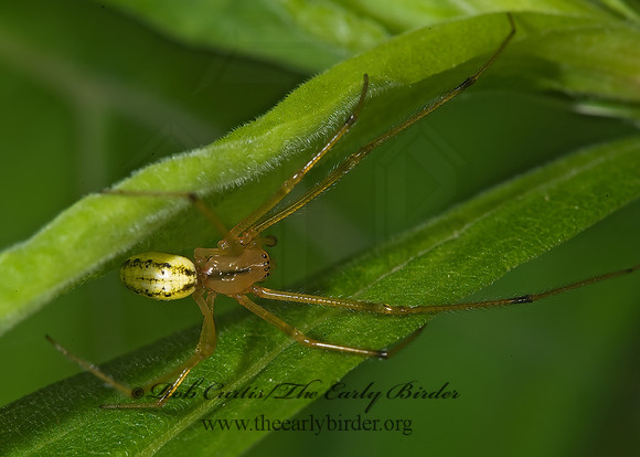 Enoplognatha ovata 8005218z