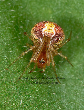 Enoplognatha ovata 9013622z