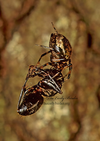 Euryopis 95806 Fz