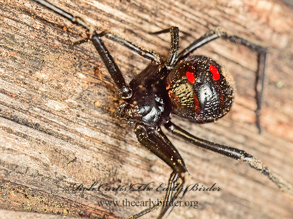 Lactrodectes variolus 173206z