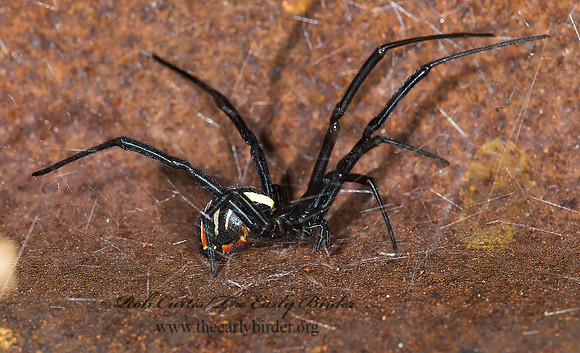 Latrodectes hesperus 6024407z