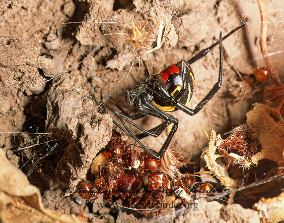 Latrodectes hesperus 53502z
