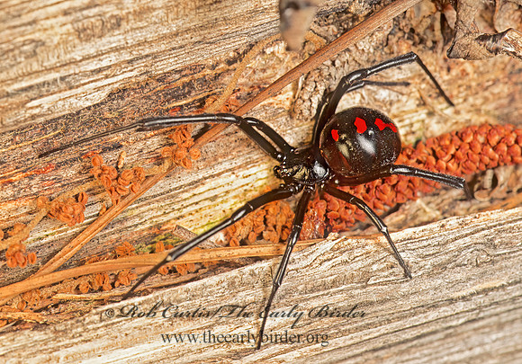 Lactrodectes variolus 173203z