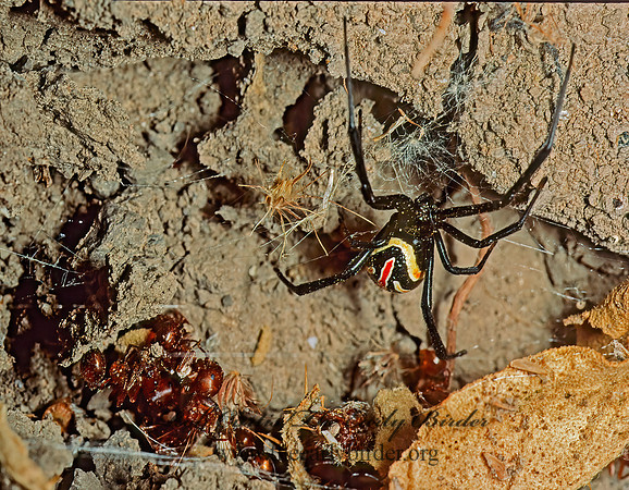 Latrodectes hesperus 53506z