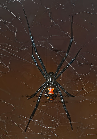 Latrodectes hesperus 6024414z