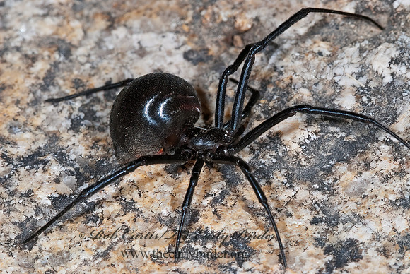 Latrodectes hesperus 6025946z