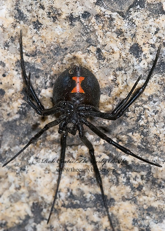 Latrodectes hesperus 6025950z