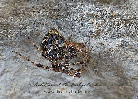 Parasteatoda tepidariorum  COMMON HOUSE SPIDER 5009637z