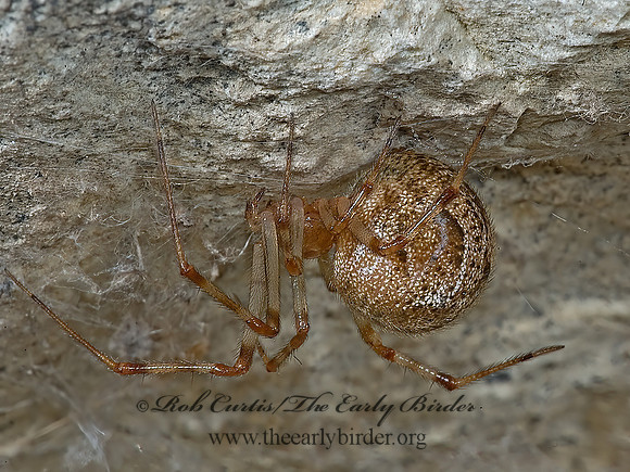 Parasteatoda tepidariorum  COMMON HOUSE SPIDER 5009632z