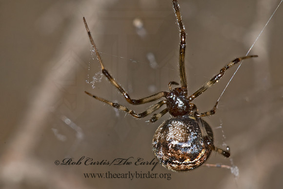 Parasteatoda tepidariorum  COMMON HOUSE SPIDER 6007840z