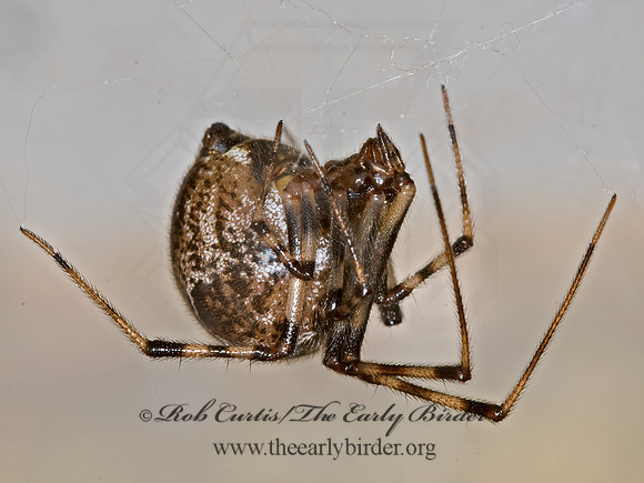 Parasteatoda tepidariorum  COMMON HOUSE SPIDER 6011509z